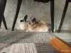 Декоративные кролики - Вся Беларусь - 250462 - Доска объявлений Kupika.by - Фото 2