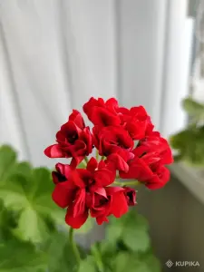 Герань розебудная RED RAMBLER