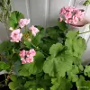 Розебудная цветущая герань Antique Rose - Вся Беларусь - 250216 - Доска объявлений Kupika.by - Фото 3