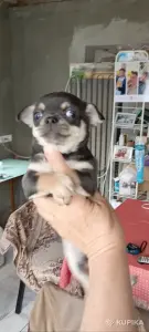 Чихуахуа