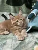 Мейн-Кун котята - Вся Беларусь - 248233 - Доска объявлений Kupika.by