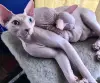 Канадский сфинкс. Котенок - Вся Беларусь - 247568 - Доска объявлений Kupika.by