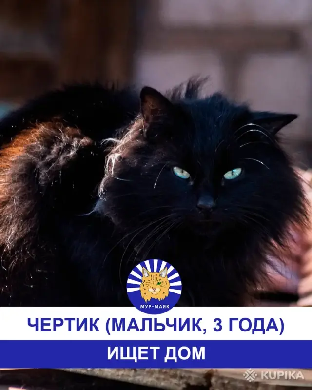Стая Вики - котики ждут своих хозяев - Вся Беларусь - 248113 - Доска объявлений Kupika.by - Фото 3