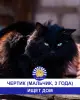 Стая Вики - котики ждут своих хозяев - Вся Беларусь - 248113 - Доска объявлений Kupika.by - Фото 3