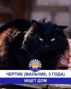 Стая Вики - котики ждут своих хозяев