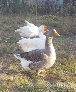 гусята