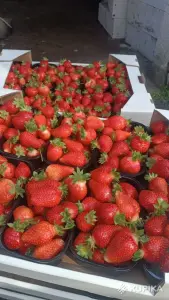 Продаём вкусную свежую клубнику