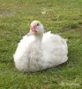 мускусные утята индоутята - Вся Беларусь - 244357 - Доска объявлений Kupika.by - Фото 9