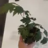 Циссус ромболистный - Вся Беларусь - 248825 - Доска объявлений Kupika.by - Фото 2