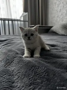 Шотландский Котенок