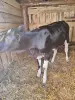 Продам тёлочку - Вся Беларусь - 249849 - Доска объявлений Kupika.by - Фото 2
