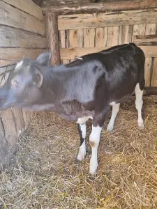 Продам тёлочку