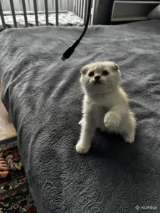 Шотландский котенок