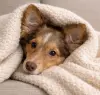 Щенок в добрые руки - Вся Беларусь - 247747 - Доска объявлений Kupika.by