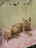 Кошки - Кастрированный котик ищет дом - Вся Беларусь - Фото 3 Кастрированный котик ищет дом - Вся Беларусь - 249906 - Доска объявлений Kupika.by - Фото 3
