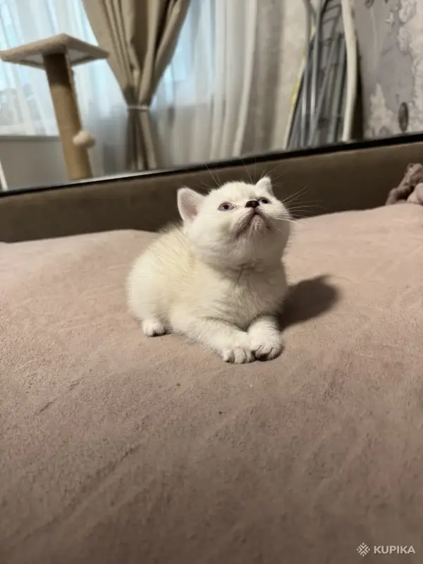 Кошки - Котенок шотландский - Вся Беларусь - Фото 2 Котенок шотландский - Вся Беларусь - 249846 - Доска объявлений Kupika.by - Фото 2