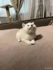 Кошки - Котенок шотландский - Вся Беларусь - Фото 2 Котенок шотландский - Вся Беларусь - 249846 - Доска объявлений Kupika.by - Фото 2