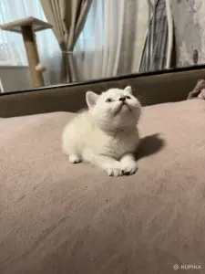 Котенок шотландский