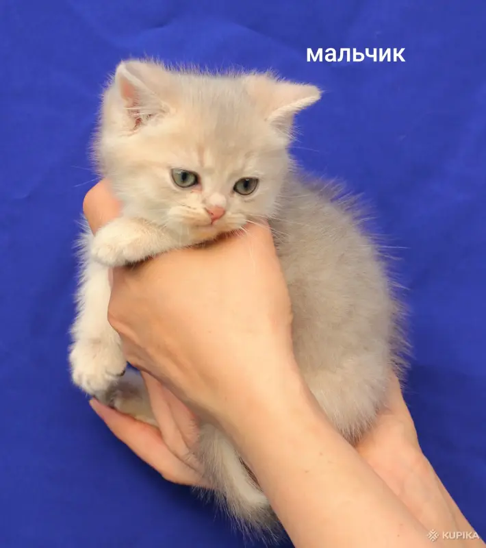 Кошки - Шотландские котята - Вся Беларусь - Фото 5 Шотландские котята - Вся Беларусь - 249879 - Доска объявлений Kupika.by - Фото 5