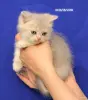 Кошки - Шотландские котята - Вся Беларусь - Фото 5 Шотландские котята - Вся Беларусь - 249879 - Доска объявлений Kupika.by - Фото 5