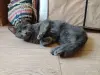 Кошки - Очаровательная юная кошечка Дымка в дар - Вся Беларусь - Фото 6 Очаровательная юная кошечка Дымка в дар - Вся Беларусь - 250263 - Доска объявлений Kupika.by - Фото 6
