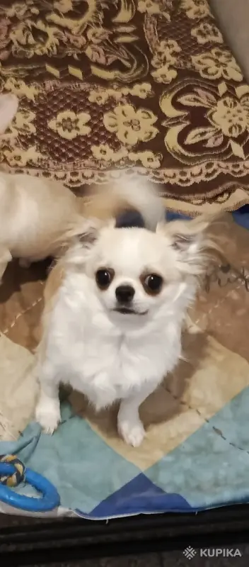Чихуахуа