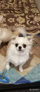 Чихуахуа