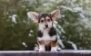 Собаки - Вельш корги пемброк - Вся Беларусь - Фото 8 Вельш корги пемброк - Вся Беларусь - 248262 - Доска объявлений Kupika.by - Фото 8
