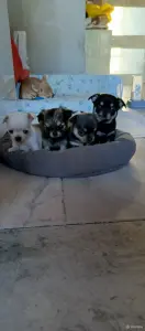 Чихуахуа