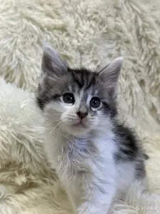 Мейн-Кун котята