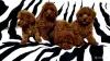 Пудель. Той пудель. Red Brown. Родословная. Выбор. - Вся Беларусь - 247976 - Доска объявлений Kupika.by - Фото 3