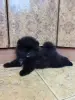 Мальчик померанского шпица. - Вся Беларусь - 249544 - Доска объявлений Kupika.by - Фото 2