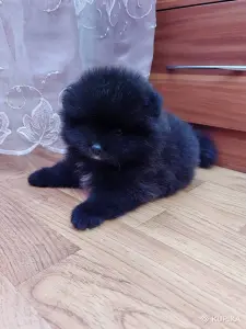 Мальчик померанского шпица