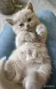 Кошки - Девочка британка - Вся Беларусь - Фото 5 Девочка британка - Вся Беларусь - 250211 - Доска объявлений Kupika.by - Фото 5