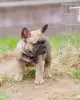 Щенки французского бульдога - Вся Беларусь - 250422 - Доска объявлений Kupika.by