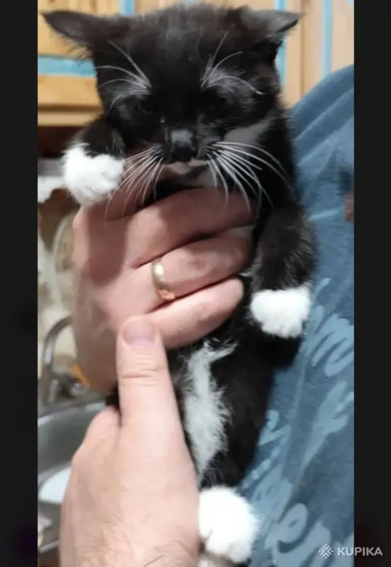 Кошки - Котёнок - Вся Беларусь Котёнок - Вся Беларусь - 249090 - Доска объявлений Kupika.by
