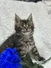 Кошки - Мейн-Кун котята - Вся Беларусь - Фото 4 Мейн-Кун котята - Вся Беларусь - 248534 - Доска объявлений Kupika.by - Фото 4