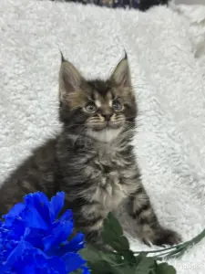 Мейн-Кун котята