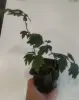 Циссус ромболистный - Вся Беларусь - 248825 - Доска объявлений Kupika.by - Фото 3