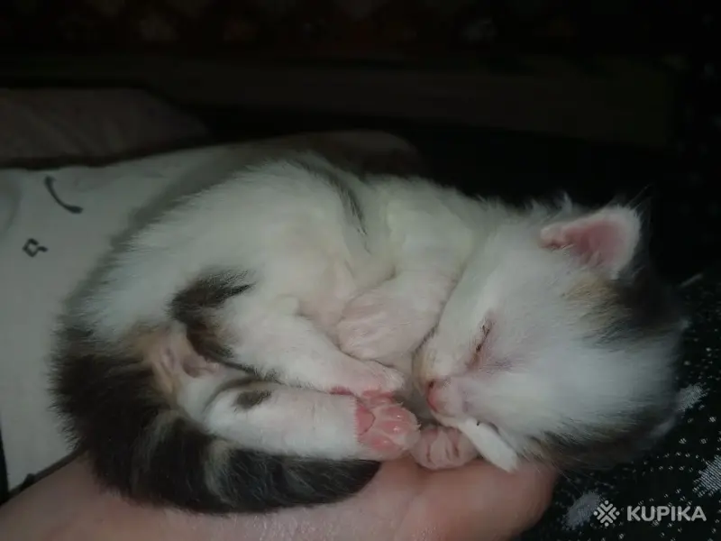 Котята даром - Вся Беларусь - 248893 - Доска объявлений Kupika.by - Фото 3