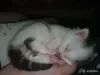 Котята даром - Вся Беларусь - 248893 - Доска объявлений Kupika.by - Фото 3