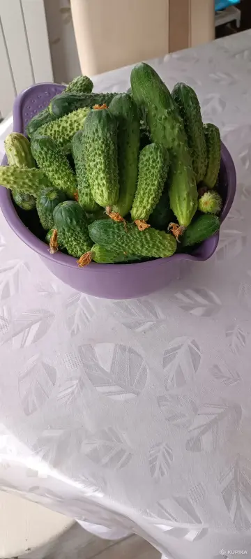 Огурцы домашние