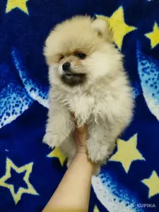 Щенки померанского шпица