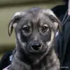 Джина и ее щенки (2,5 месяца) ищут дом - Гомель - 247216 - Доска объявлений Kupika.by