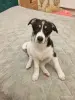 Щенки - Вся Беларусь - 247678 - Доска объявлений Kupika.by