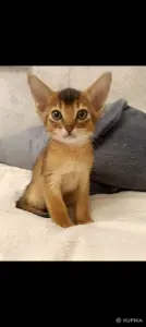 Абессинский котенок