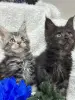 Кошки - Мейн-Кун котята - Вся Беларусь - Фото 11 Мейн-Кун котята - Вся Беларусь - 248534 - Доска объявлений Kupika.by - Фото 11