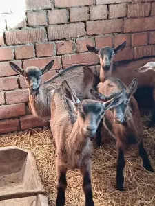 Коза альпийской породы