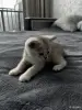 Шотландский Котенок - Вся Беларусь - 249884 - Доска объявлений Kupika.by