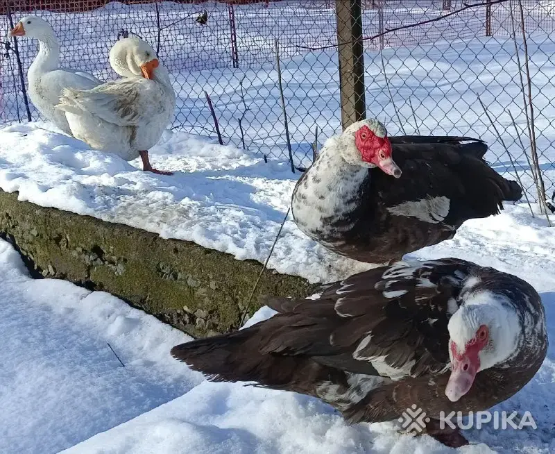 мускусные утята индоутята - Вся Беларусь - 244357 - Доска объявлений Kupika.by - Фото 8